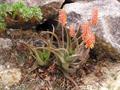 Socotrine aloe